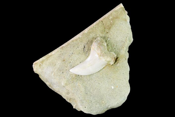Fossil Mako Shark (Isurus) Tooth On Sandstone - Bakersfield, CA #144452